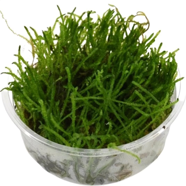 Taxiphyllum sp. Flame mos 8946005309453