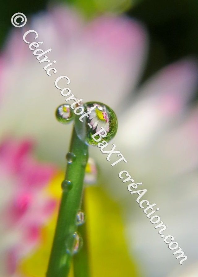1 - Carte postale - Rosée et gouttes de pluie (Ref 8666)
