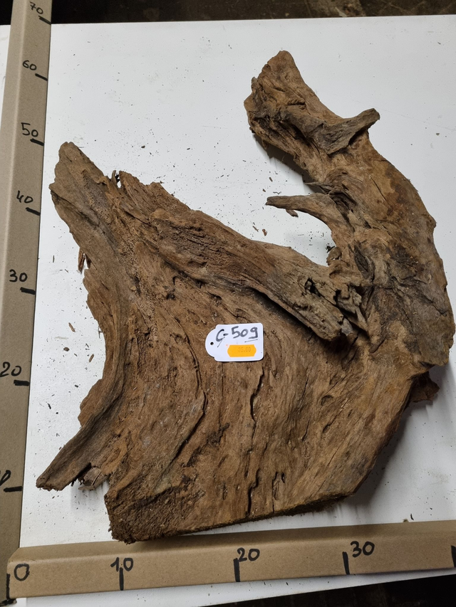 Racine Mangrove C-509