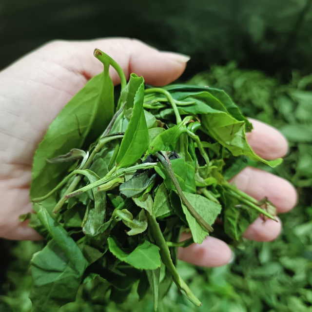 Atelier 4 jours : Les précurseurs d'arômes du thé 