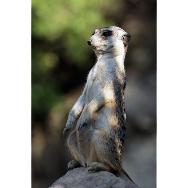 Suricate - Ref : 7337