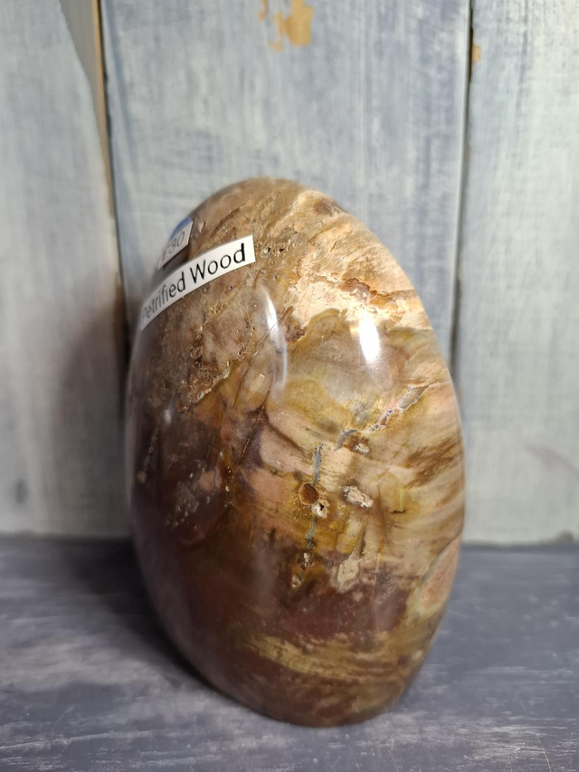 Petrified Wood Free-form 