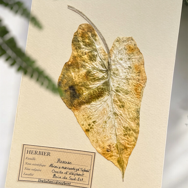 Herbier A5 vintage affiche botanique Alocasia Splash