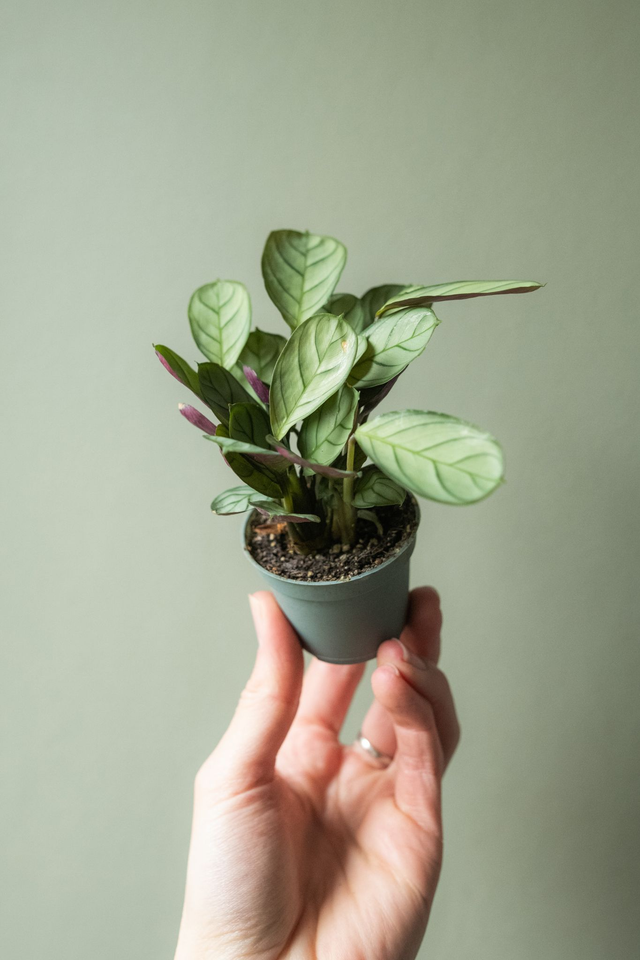 Ctenanthe Burle-Marxii 🌿