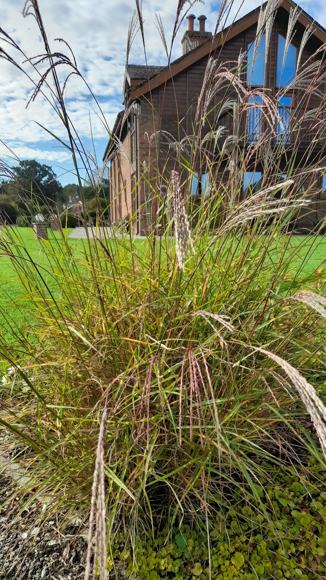 Miscanthus Sinensis Strictus Dwarf - 1ltr pot