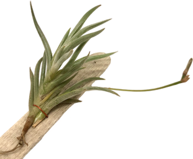 Tillandsia castellanii