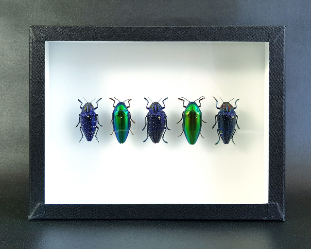 Collection de buprestes 