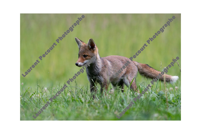 Renard Roux