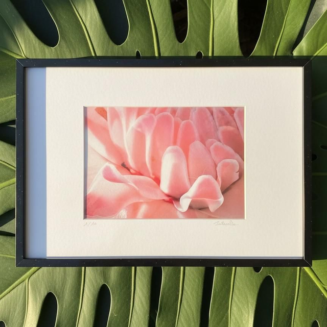 Rose de Porcelaine #1 - Martinique - tirage d&#039;art