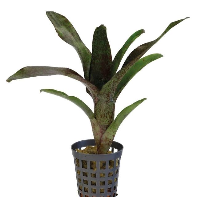 PT Neoregelia Atlantis 8715897361555
