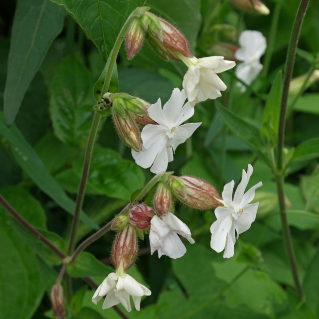 Compagnon blanc (Silene latifolia )
