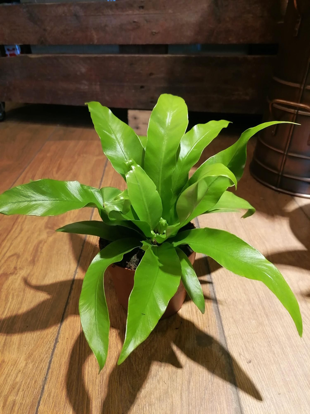 Birds nest fern in 12cm pot 