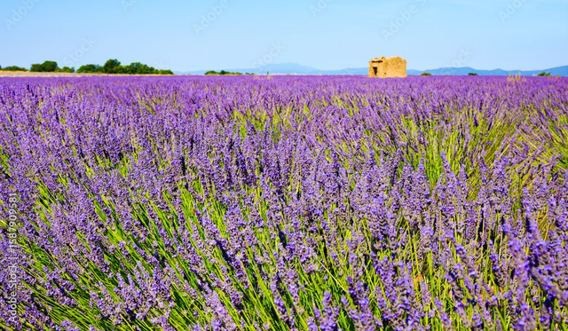 HY Lavande Vraie bio