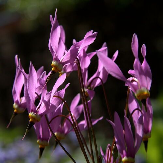 Dodecatheon meadia P9