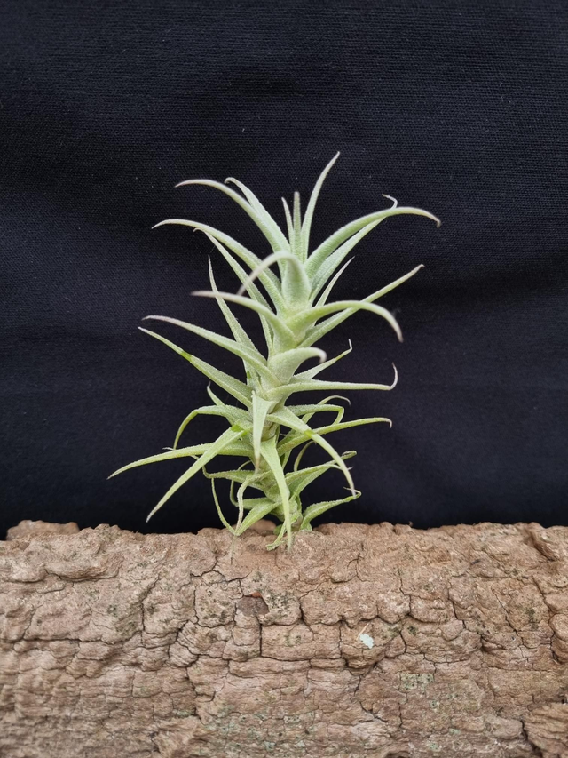 Tillandsia Shooting Star