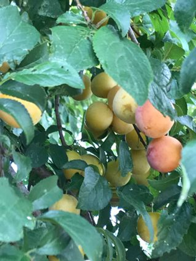 Prunier Myrobolan (Prunus cerasifera)