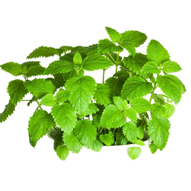 MÉLISSE, anti inflammatoire 