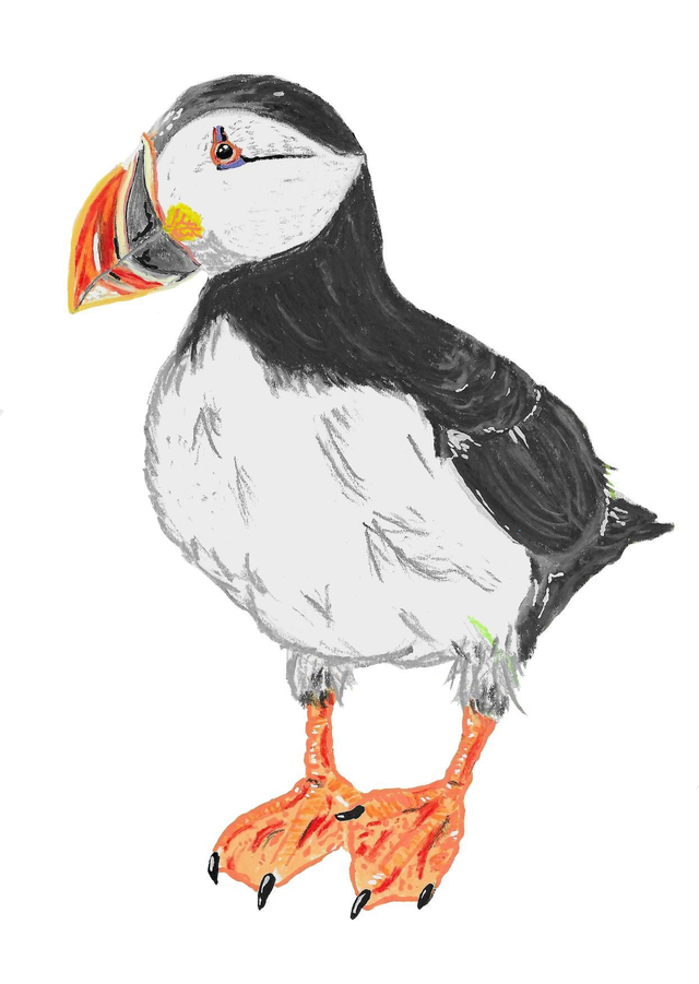 A4 print - The Puffin 