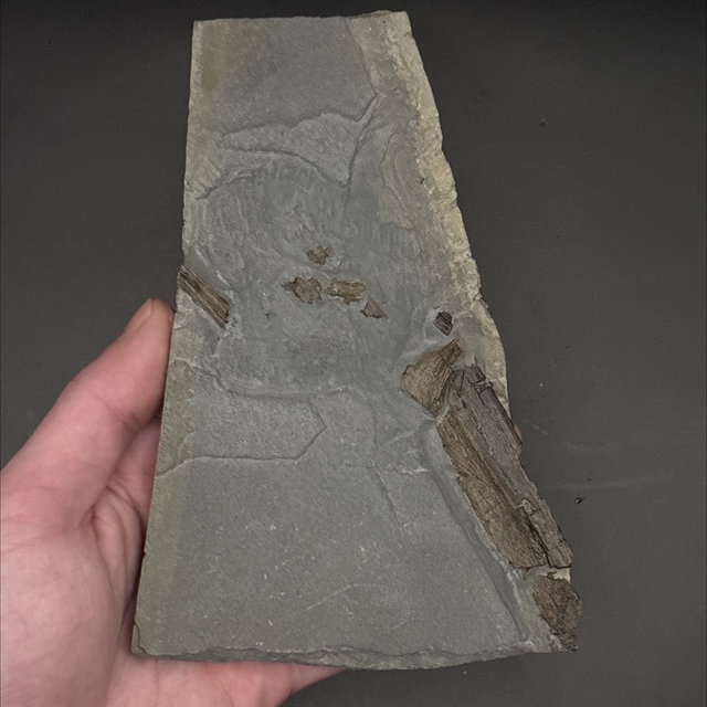 Ichthyosaur Jaw Fragment