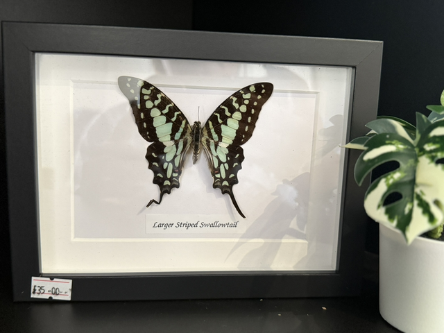 Large Striped Swallowtail