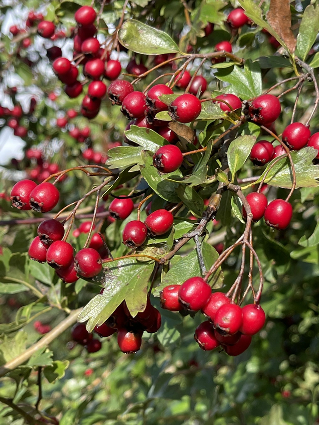 Baies d'aubépine séchées, non traitées. Récolte 2025. Origine France. 60 grammes net