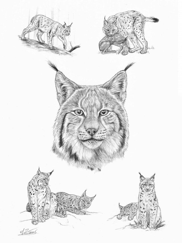 Lynx lynx - Tirage d'art A3