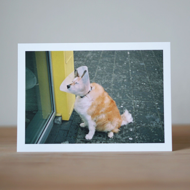 Photo Postcard 5