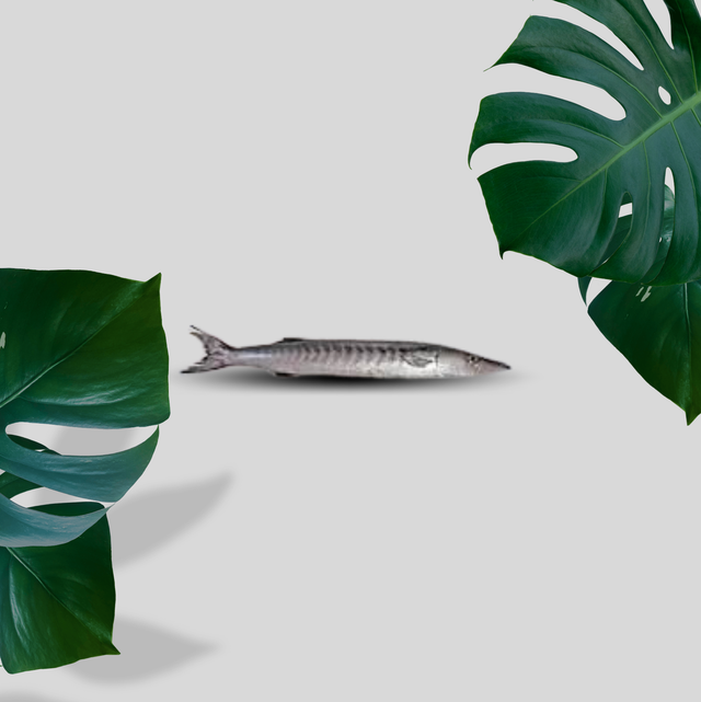 BARACCUDA ENTIER 1 kilo