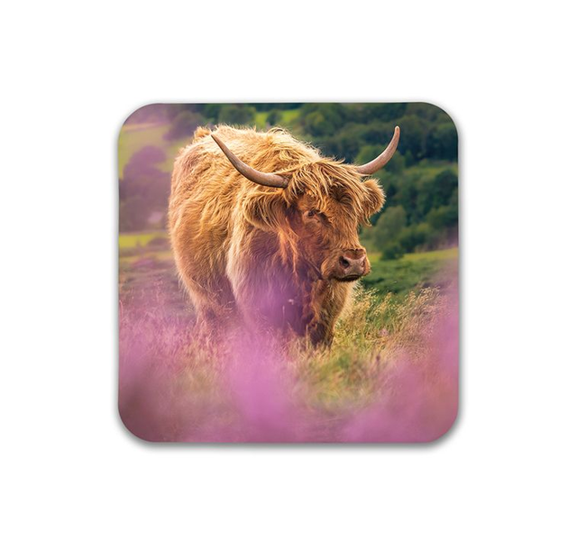 Highland Heather, Peak District