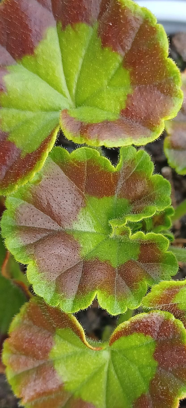 Geranium Horizon mixed