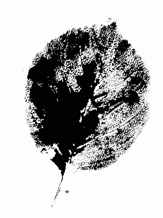 Gyotaku d'une feuille d'Hortensia