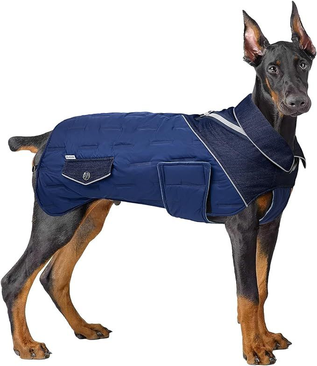 XXL Blue and Denim Dog Coat with Harness