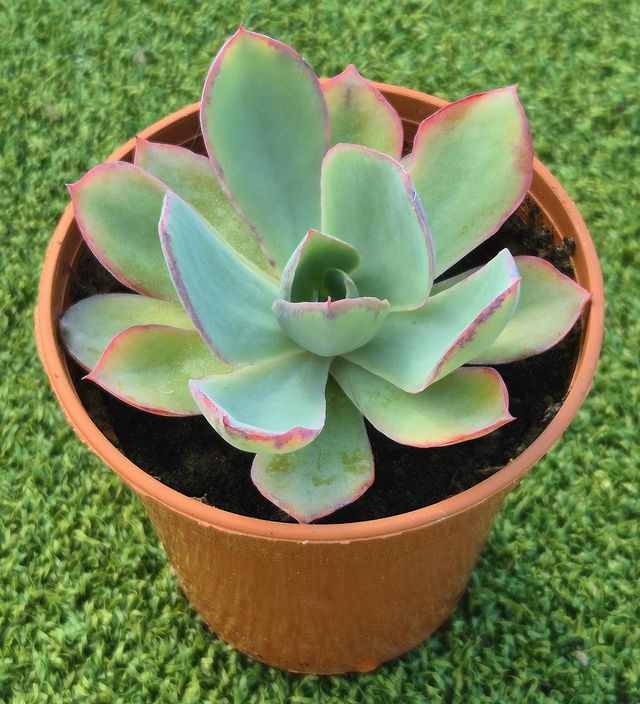 Echeveria &#039;Blue Mayes&#039;