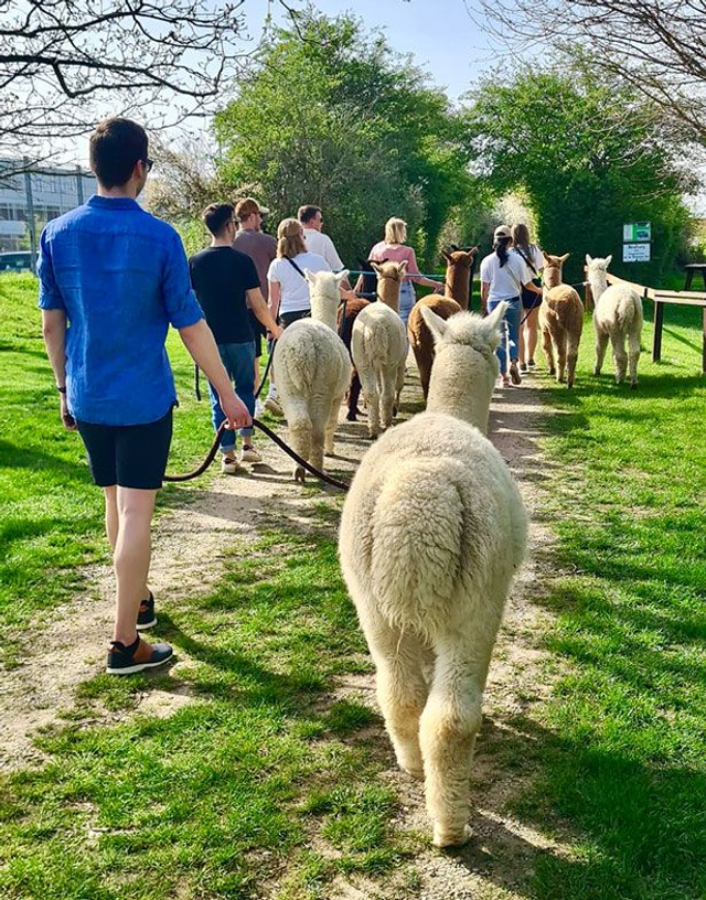 Alpakawanderung für Teams (geschlossene Gruppe)