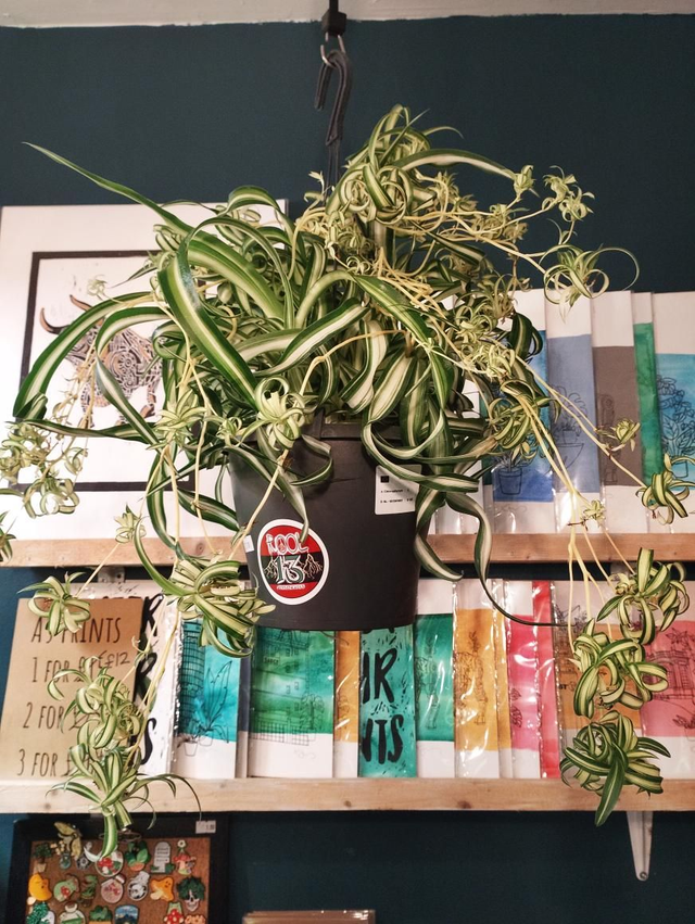 Spider plant,chlorophytum bonnie hanging plant in 19cm pot 