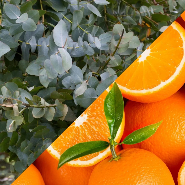 Eucalyptus orange