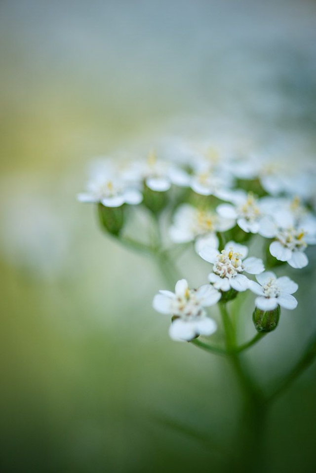 Achillée millefeuille