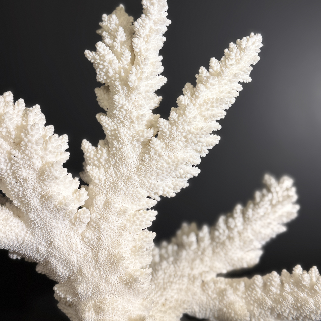Corail Acropora