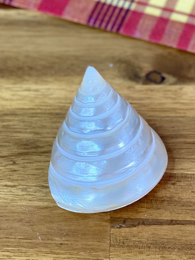 Coquillage Trochus Niloticus Blanc Nacré