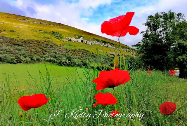 Poppies at the Caves of Keash, County Sligo. 