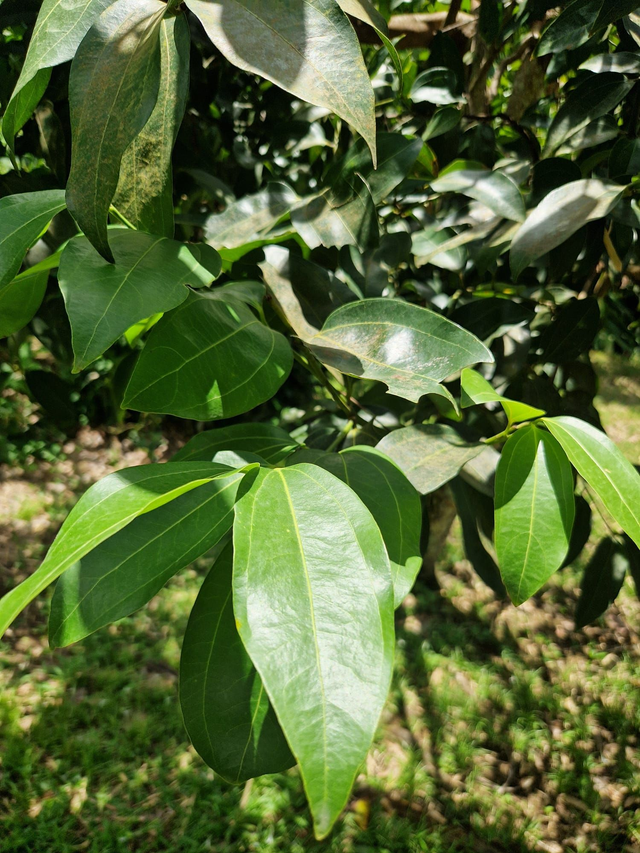 Feuille de cannelle bio - 30g