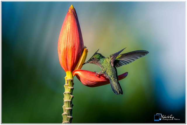 Tirage d'art : Ambre