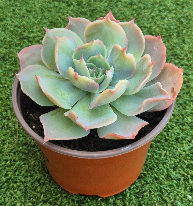 Echeveria 'Rostrata' 