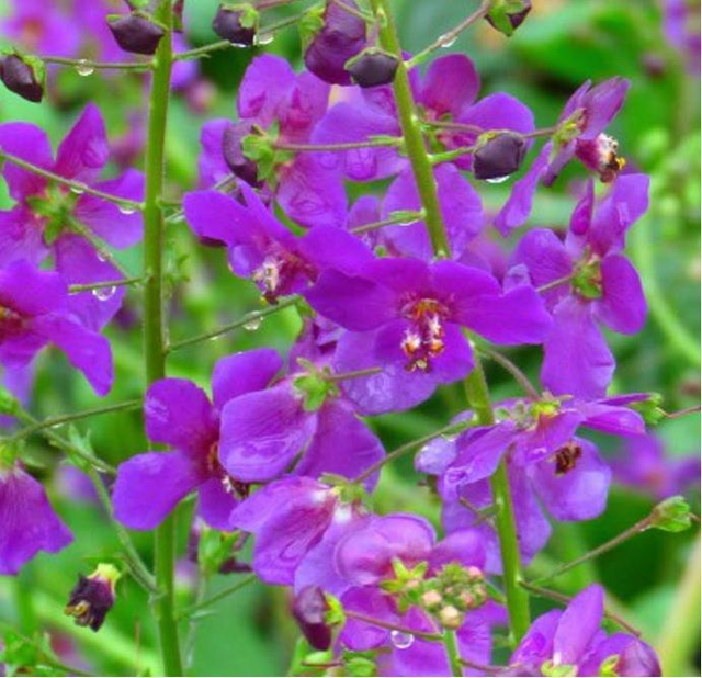 Vabascum Temptress 2L