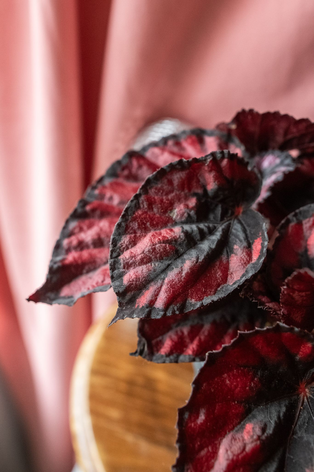 Begonia 'Red Kiss' 🌿