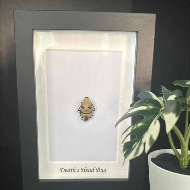 Death's Head Bug