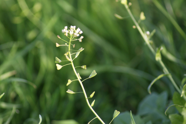 Alcoolature Bourse à pasteur