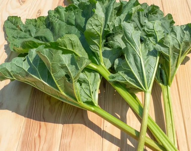 Rhubarbe Victoria AB