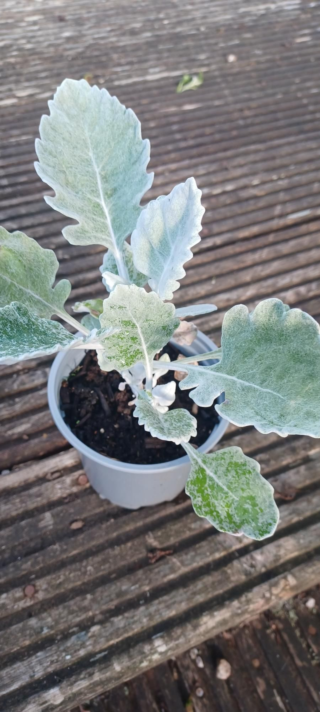 Cineraria cirrus