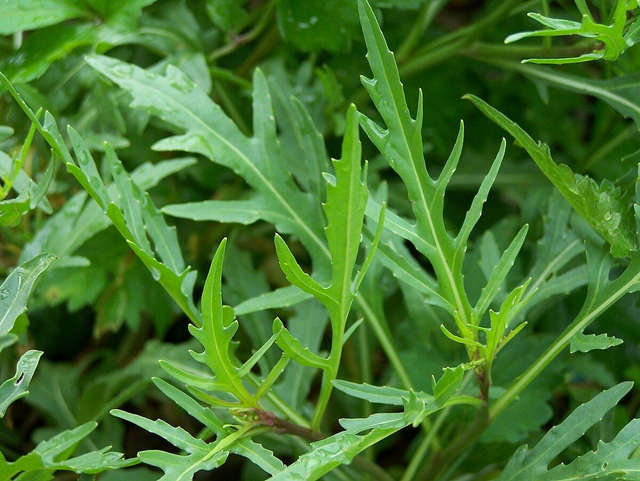 Roquette sauvage (Diplotaxis tenuifolia)